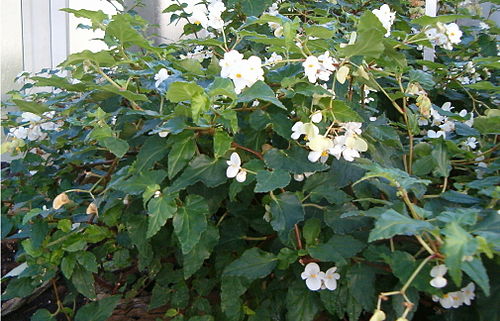 Begonia cubensis